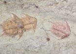 Incredible Foulonia & Asaphid Trilobite Association - #21544-2